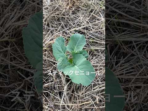 【スティックセニョール】　#有機 #無農薬 #湘南 #農業 #パーマカルチャー #家庭菜園 #farming #gardening #nature