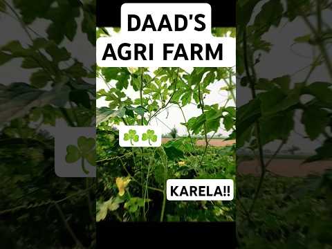 Bitter Melon Germination 🍀☘️ ||  DAAD'S AGRI FARM || #farming#shortvideo #agriculture#bittergaurd