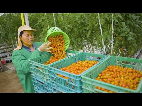 The Social Dividend - World Farmers' Organisation Documentary Series