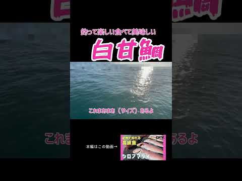 【中型青物ハンター】アマダイ楽しいよ #釣り #fishing #アマラバ #シロアマダイ #タイラバ #白甘鯛 #和歌山