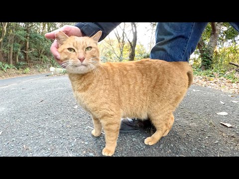 A cat meows cutely while rubbing its cheek against a human's leg