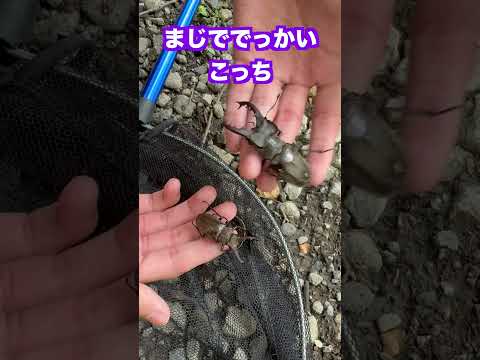 北海道の林道で超巨大ミヤマクワガタ発見？！？！#shorts