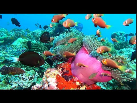 RELAX WITH FISH IN THE INDIAN OCEAN