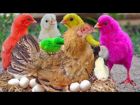 KUROILER Hen Harvesting EGG to Chicks | Murgi Chicks with Black Color Kadaknadh Breed / Fish cutting