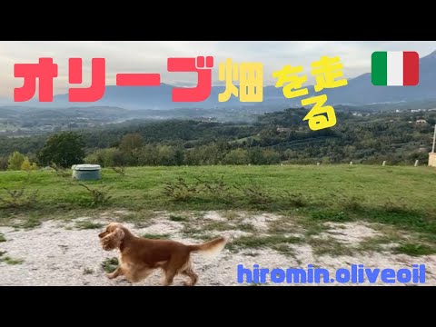 夕暮れのオリーブ畑　犬と一緒に走る