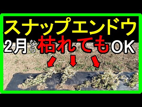 【スナップエンドウの育て方】冬越しに失敗して枯れた場合のリカバリー方法を教えます！ポットと〇〇を使って種まきをするだけ！とっても簡単です！【1月から2月なら春の収穫までに間に合います！】