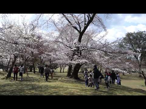 奈良公園賞櫻1