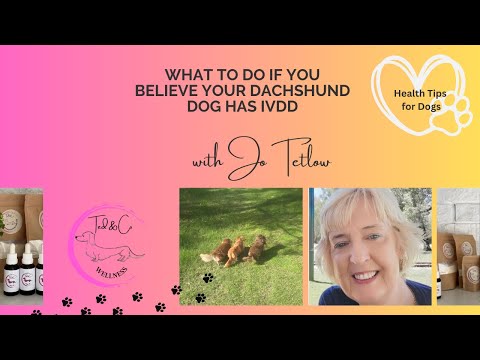 What to do if you Believe your Dachshund Dog has IVDD?