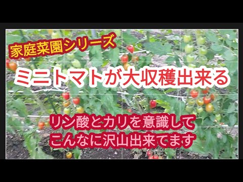 【ミニトマト大収穫】私流の元肥や追肥と水やり【家庭菜園シリーズ】