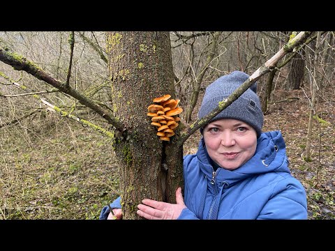 ГРИБНОЙ РАЙ! Знали что найдем, но что бы столько! Таких грибов мы ещё не видели, мечта Светланы!