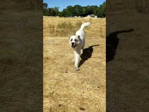 Pastured eggs | Pastured hens | great pyrenees #shorts