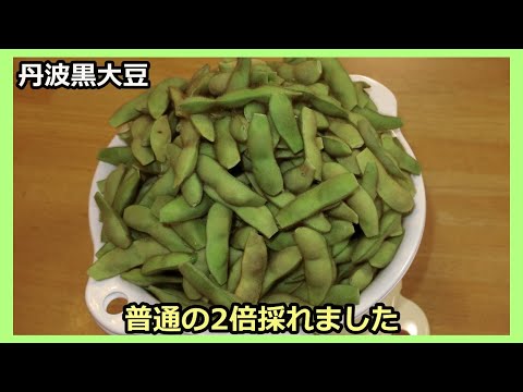 【狭い菜園向き】丹波黒大豆 普通の2倍？エダマメの収穫～摘芯・断根の結果発表！～