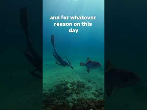 Big Bahamian Mutton Snapper!