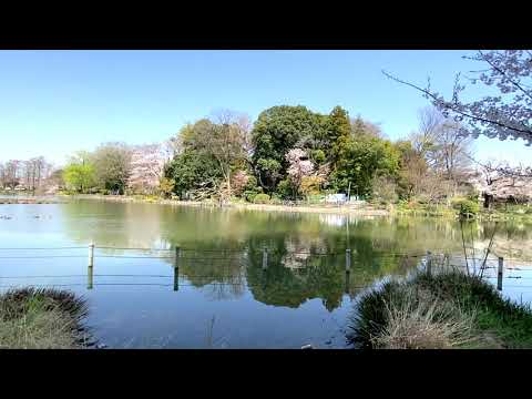 【2020年】桜が咲く季節に善福寺公園に行ってきました