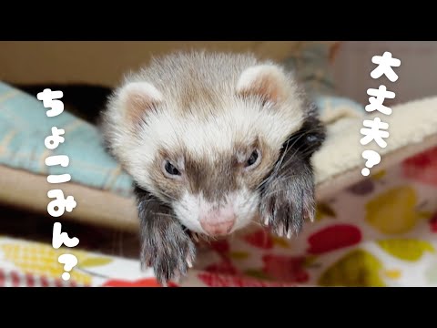 放牧中にフェレットが全然動かなかった理由【ferret#1732】