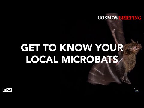 Cosmos Briefing: Get to know your local microbats