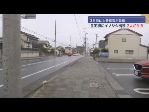 「どでかいイノシシだった」　住宅街に体長１メートルほどのイノシシが出没　２人がケガ　静岡・磐田市