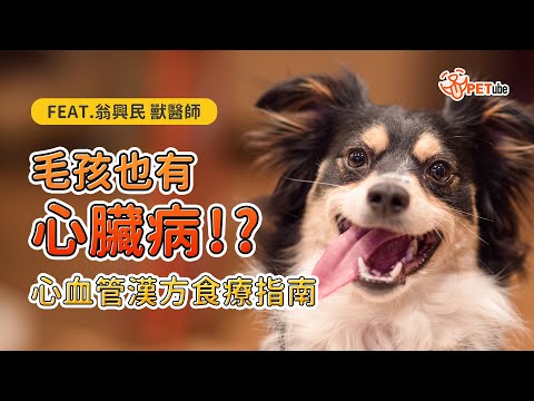 毛孩也有心臟病 ! ? 心血管漢方食療指南 feat. 翁興民醫師【哈寵小學堂】｜#哈寵PETube 第279集