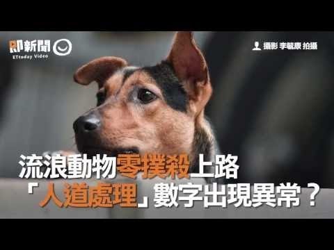 流浪動物零撲殺上路　「人道處理」數字出現異常？ 零撲殺實施後，宜蘭縣2月仍人道處理72隻浪浪