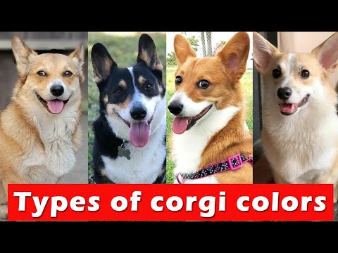 Top 9 Types of Corgi Colors & Markings / Types of Corgi Colors