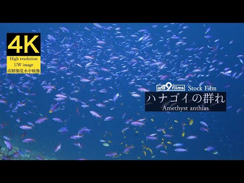 【4K 水中映像】ハナゴイの群れ / Amethyst anthias / Pseudanthias pascalus