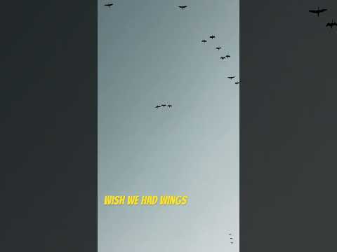 If Humans had wings ❤️ #birds #nature #trending #youtubeshorts #love #shorts