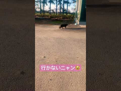 ニャンコ❣️🥰😻#猫 #ねこ #cat