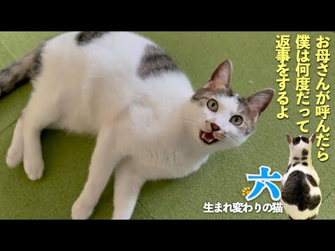 【愛猫の六は呼んだら返事をしてくれる猫】嬉しくて何度も呼んでしまう私に愛猫はちゃんと返事をしてくれる優しい猫なんです | [生まれ変わりの猫] 六