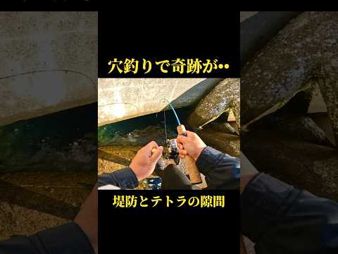 【穴釣り】隙間から信じられない魚が釣れてしまう。#穴釣り