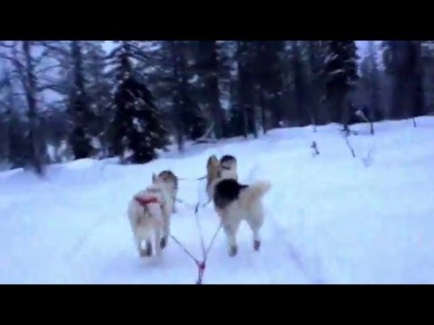 Lapland/Salla/SallanPoropuisto/Salla reindeer park - husky safari with Christina & Sinikka 29.12.15