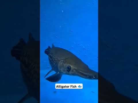 Alligator Fish in Aquarium.. #aquarium #alligatorfish #aquriamfish.