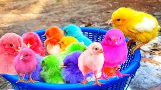 Tangkap Ayam lucu,Ayam warna warni ,Ayam Rainbow,Ayam,marmut, Dunia hewan lucu Gokil part 85