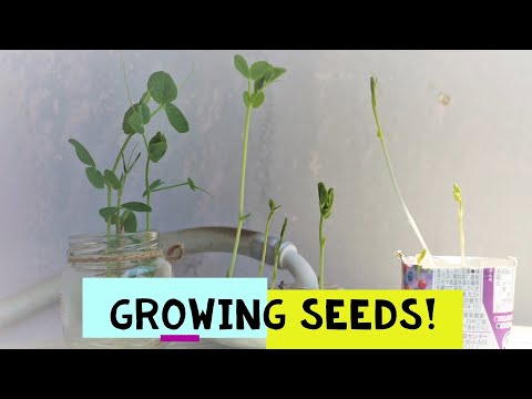 Growing seeds - a science timelapse!