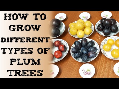 how to grow different types of plum trees 如何在你的花园里种植和种植李子树 आलू बुख़ारा cultivar Ciruelas Pflaumen