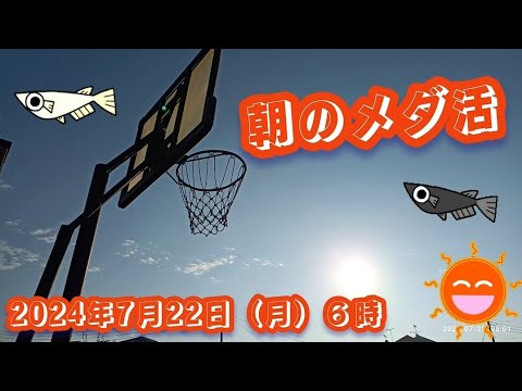 朝のメダ活🐟 我が家の飼育場🐟 #メダカ #めだか #メダ活 #めだか飼育 #めだか飼育場 #めだか愛好家 #茨城メダカ #めだか好き #りばてぃちゃんねる #朝活 #メダカ繁殖 #メダカ水槽