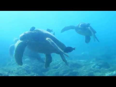 【ハワイ夏季限定！】ノースショアダイビング＠ハレイワアリイビーチ Scuba Diving at Haleiwa, North Shore Hawaii