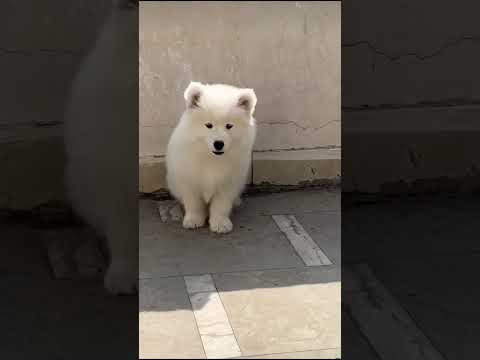 #cute #white #puppy #viral #trending #fury #subscribe #subscribetomychannel #doglovers #pup #nice