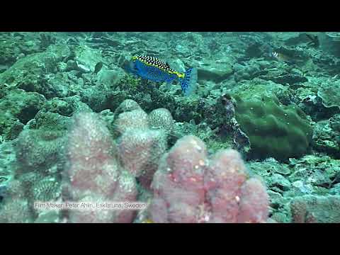 Whitespotted Boxfish   Kamala Bay   Phuket   Thailand 2024