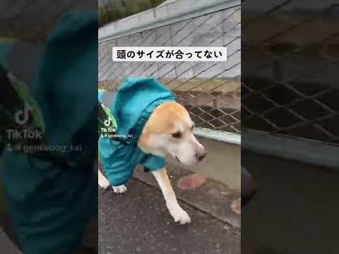 散歩が楽しいから気にしない。#rescuedog #シニア犬 #保護犬を家族に #doggo #散歩犬#doglover