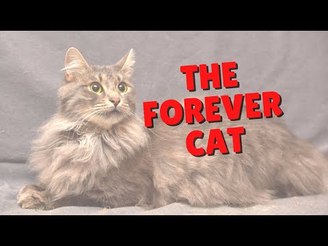 Longevity Tips For Cats | Two Crazy Cat Ladies