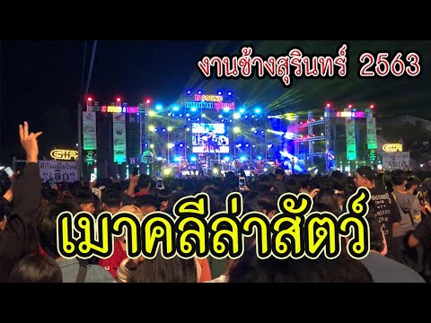 แสดงสด!! งานช้างสุรินทร์ 2563 (เมาคลี..ล่าสัตว์ : โชครถแห่)