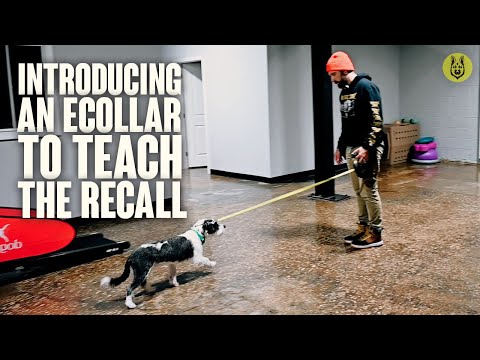 Introducing An Ecollar To Teach The Recall