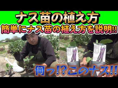 【ナス栽培】ナス苗の植え方を調べたので簡単に説明していきます。そして変わったナスを買いました。。。【家庭菜園】【園芸】【なす】【なすび】【夏野菜】