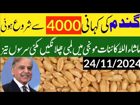 wheat support  price 2025 پنجاب میں گندم قیمت نوٹیفکیشن اعلان/today munji makki rate 1509