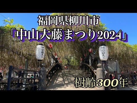 【福岡】樹齢300年「中山大藤」まつり2024