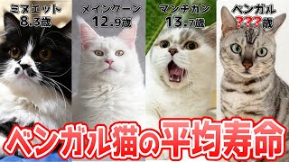 【短っ‼︎‼︎】ベンガル猫の寿命は何歳？【他の猫種とも比較】