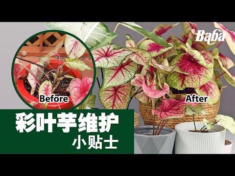 【植物养护】高颜值彩叶芋买回家后，你知道应该怎样照顾吗？牢记这5招，你的彩叶芋肯定越养越漂亮！| 彩叶芋种植