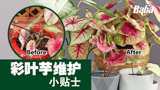 【植物养护】高颜值彩叶芋买回家后，你知道应该怎样照顾吗？牢记这5招，你的彩叶芋肯定越养越漂亮！| 彩叶芋种植