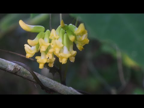 秋の山野草／癒しのタイムチャンネル