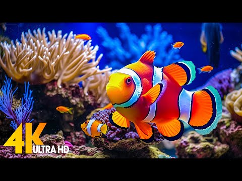 Aquarium 4K VIDEO (ULTRA HD) 🐠 Beautiful Coral Reef Fish - Relaxing Sleep Meditation Music